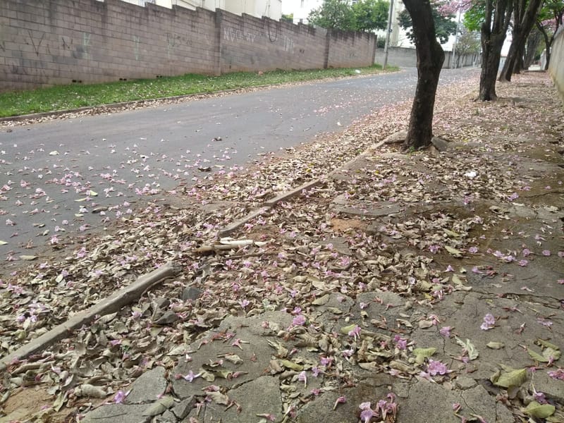 JDRDIM - ÁRVORES, RAÍZES