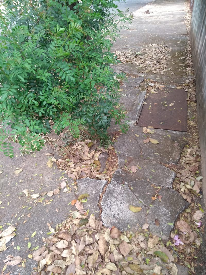 JDRDIM - ÁRVORES, RAÍZES