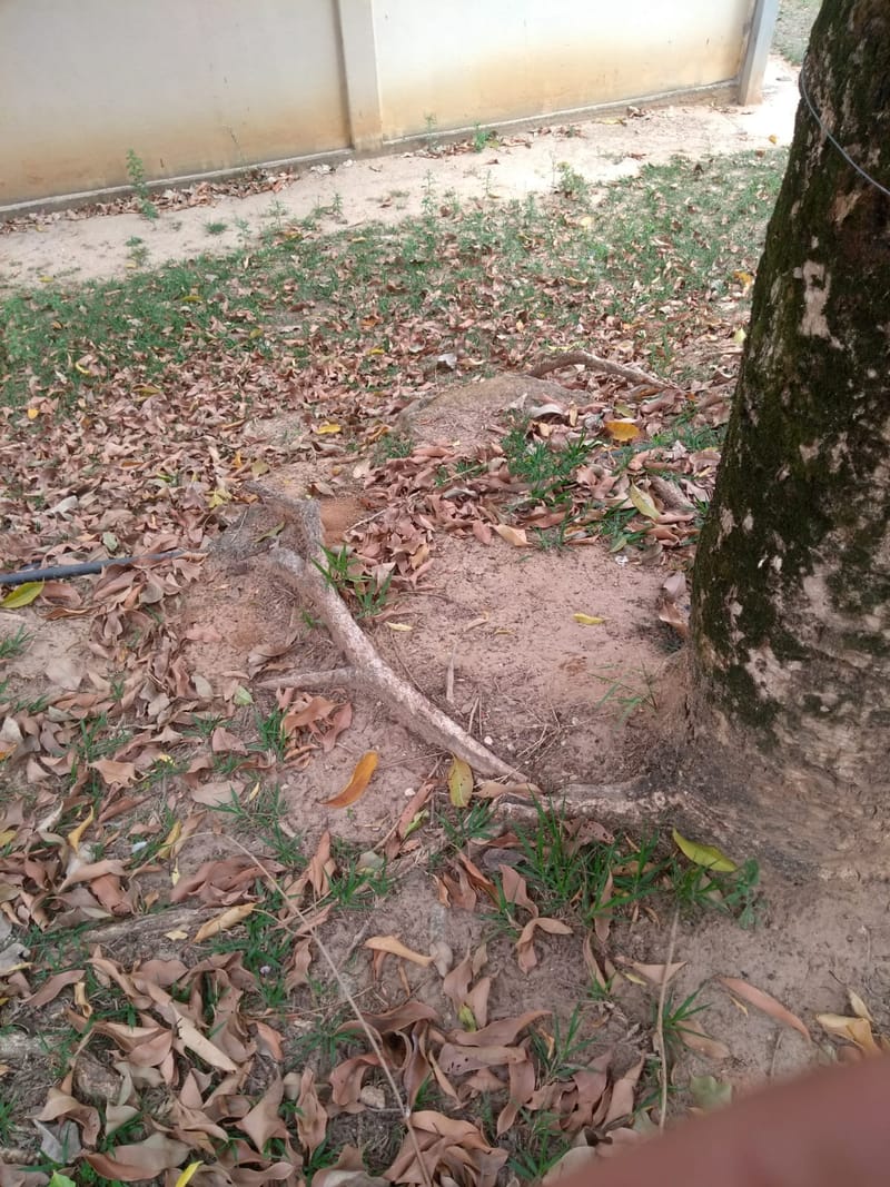 JDRDIM - ÁRVORES, RAÍZES