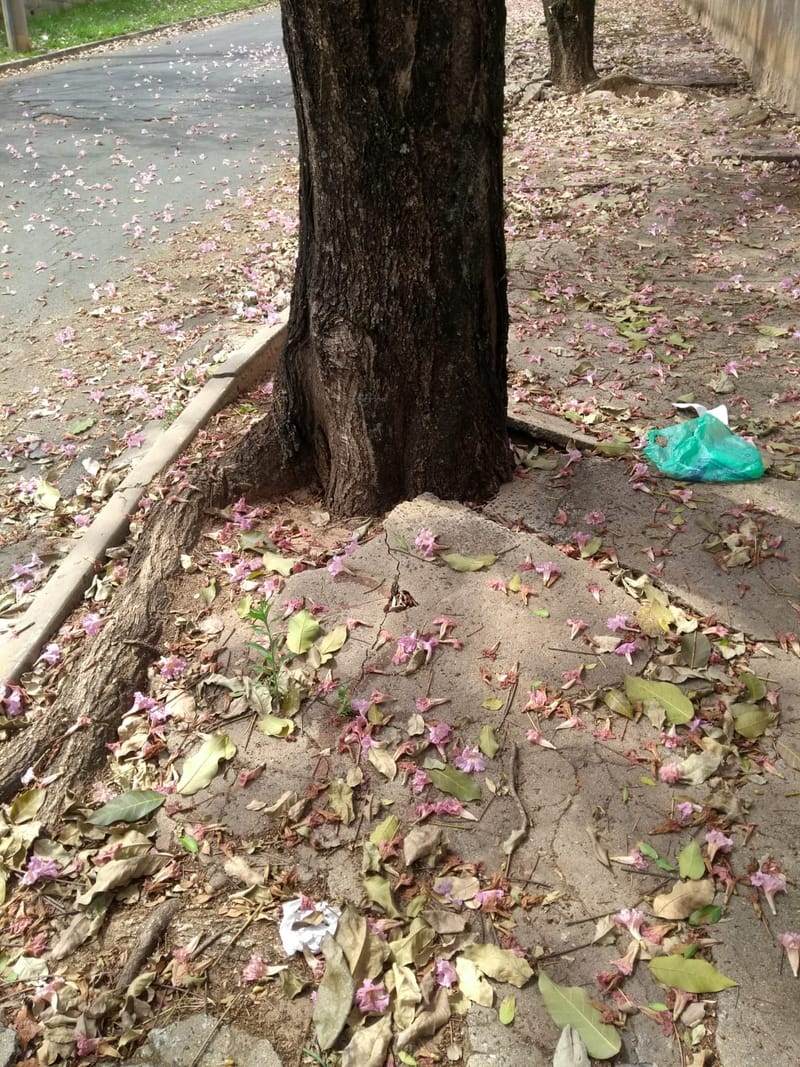 JDRDIM - ÁRVORES, RAÍZES