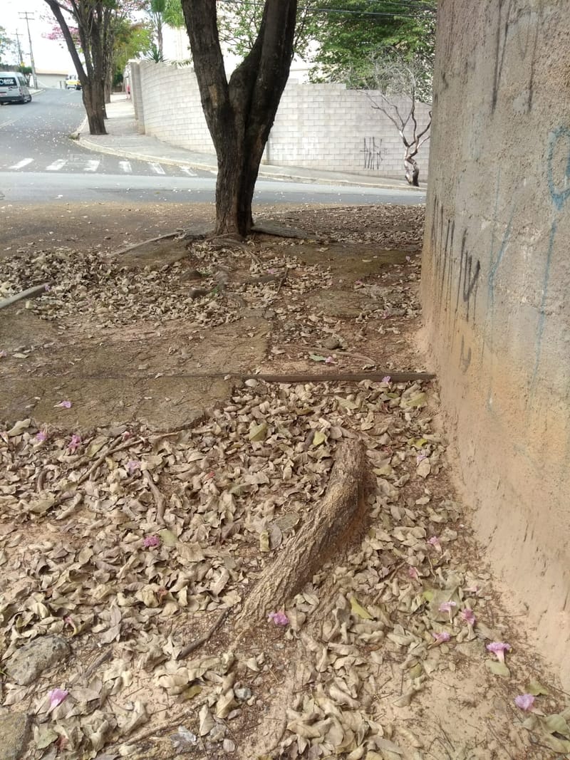 JDRDIM - ÁRVORES, RAÍZES