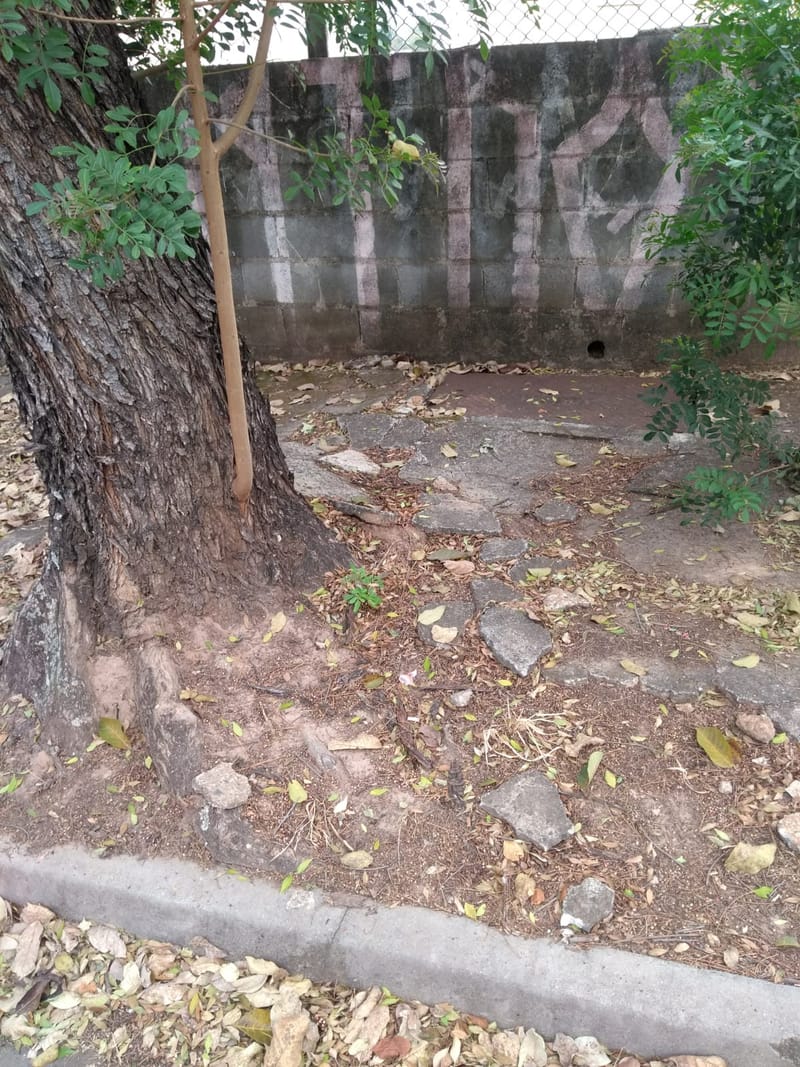 JDRDIM - ÁRVORES, RAÍZES