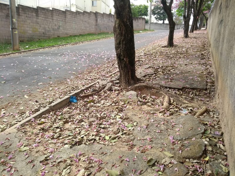 JDRDIM - ÁRVORES, RAÍZES