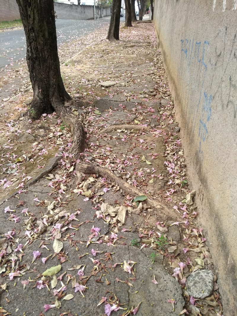 JDRDIM - ÁRVORES, RAÍZES