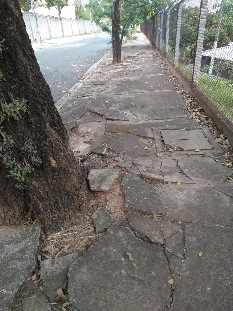 JDRDIM - ÁRVORES, RAÍZES