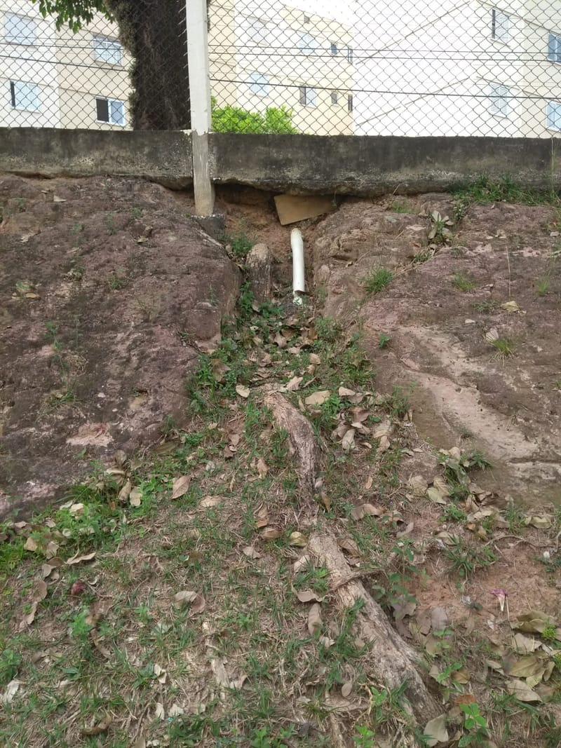 JDRDIM - ÁRVORES, RAÍZES