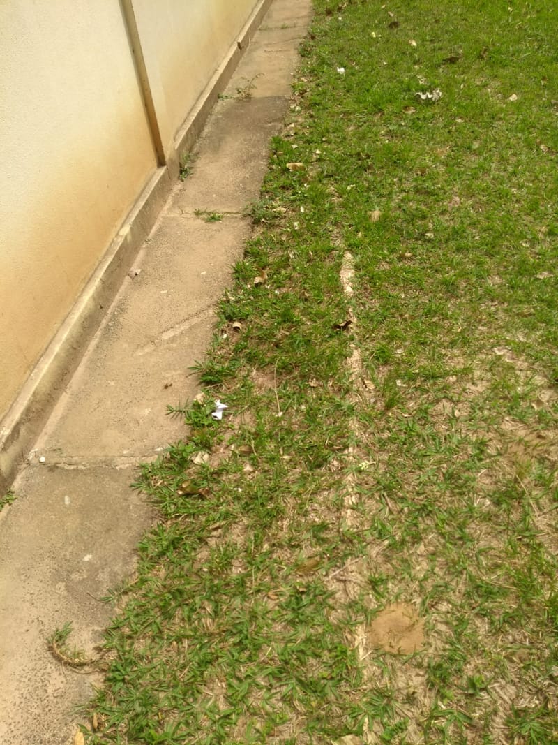 JDRDIM - ÁRVORES, RAÍZES