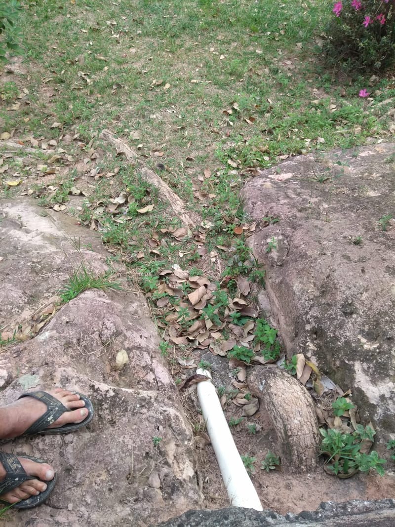 JDRDIM - ÁRVORES, RAÍZES