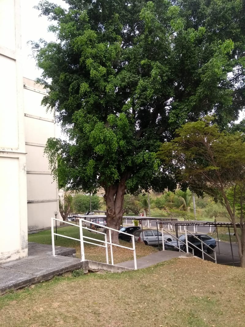 JDRDIM - ÁRVORES, RAÍZES