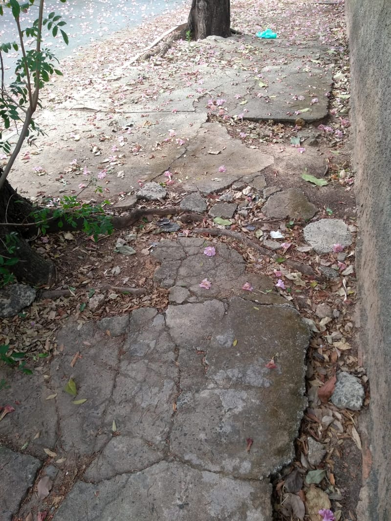 JDRDIM - ÁRVORES, RAÍZES