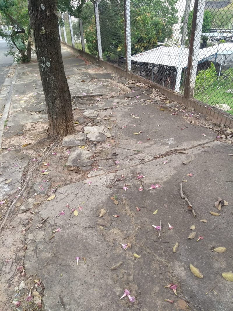 JDRDIM - ÁRVORES, RAÍZES