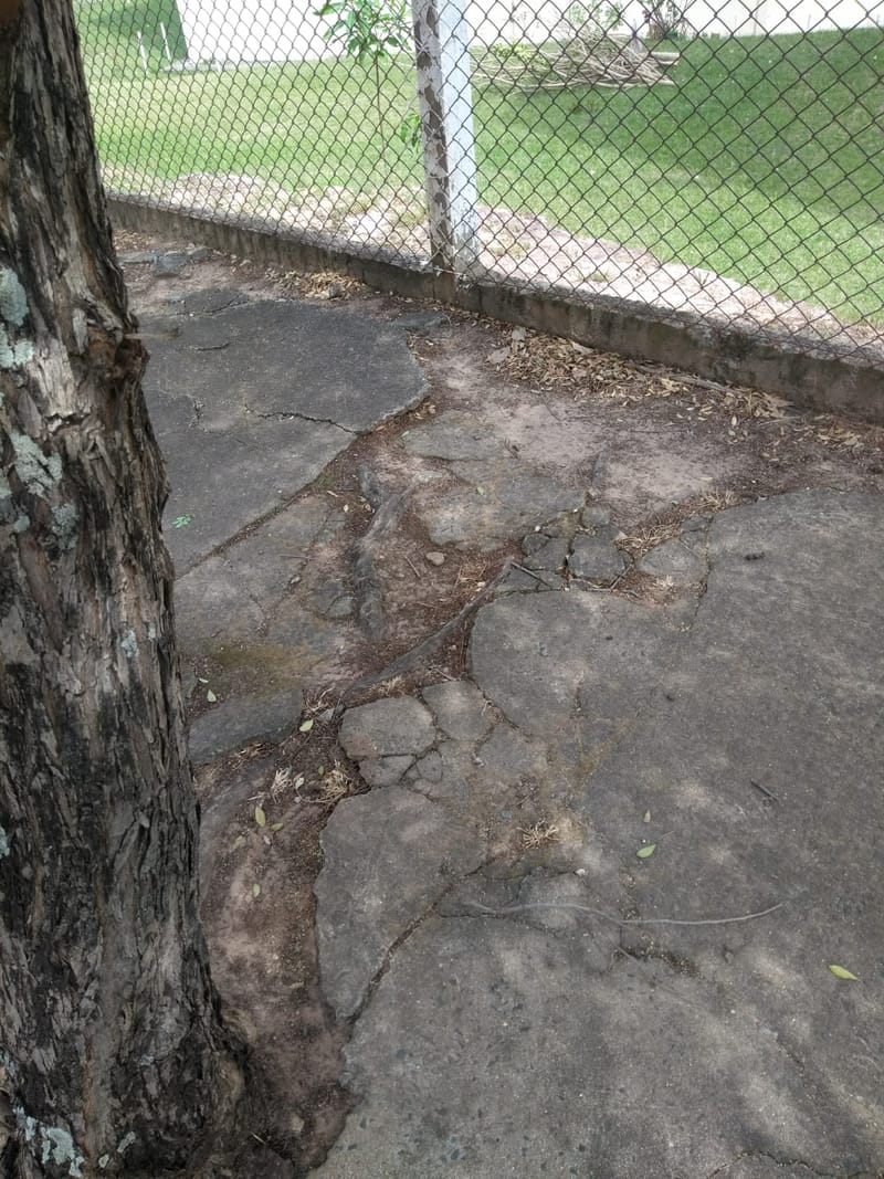 JDRDIM - ÁRVORES, RAÍZES