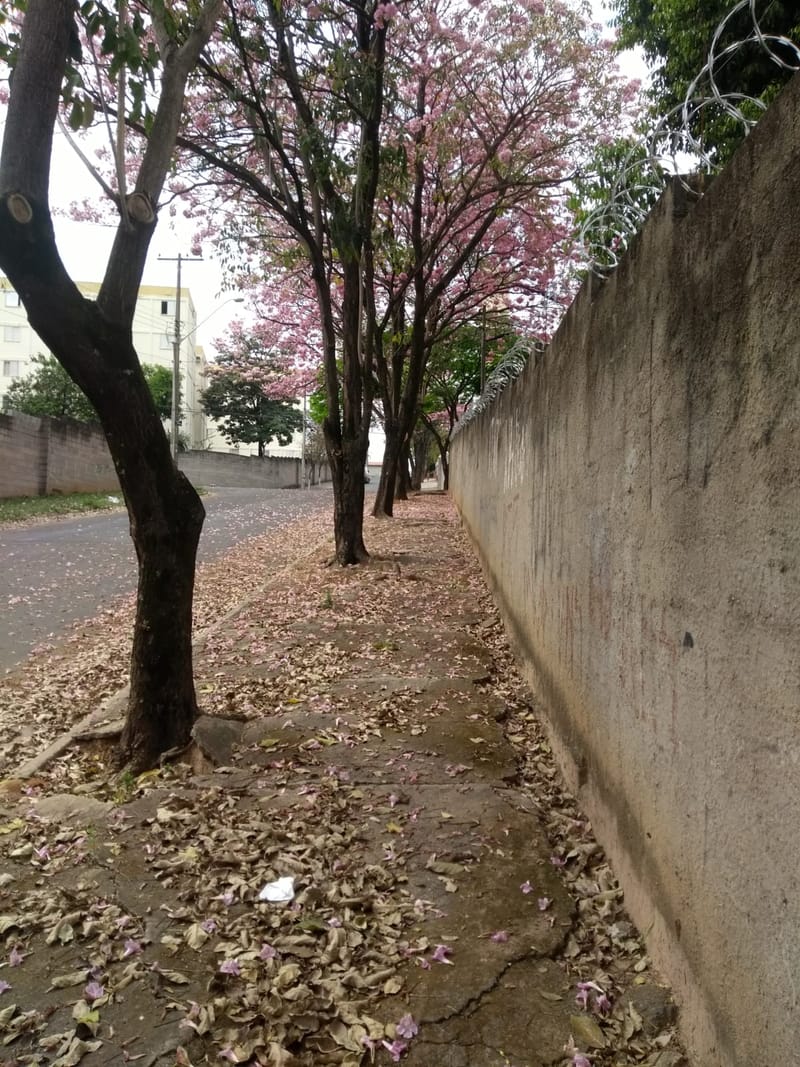 JDRDIM - ÁRVORES, RAÍZES