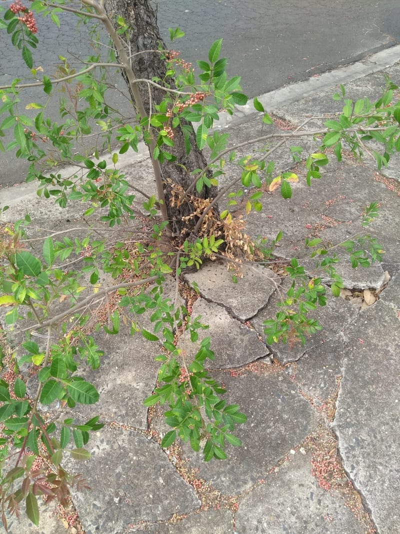 JDRDIM - ÁRVORES, RAÍZES