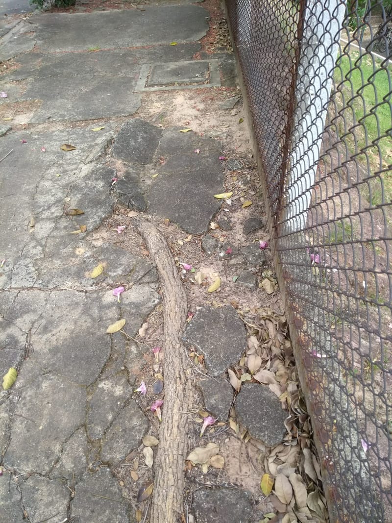 JDRDIM - ÁRVORES, RAÍZES