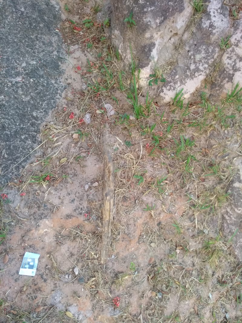 JDRDIM - ÁRVORES, RAÍZES