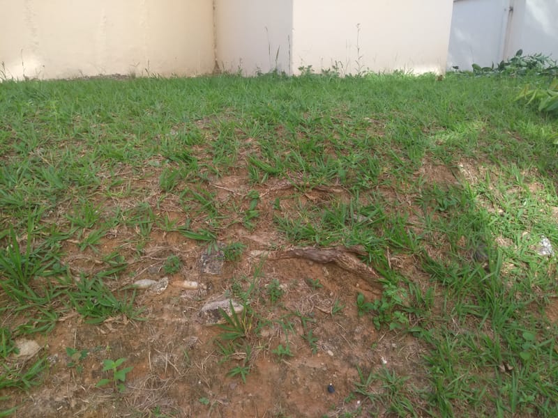 JDRDIM - ÁRVORES, RAÍZES