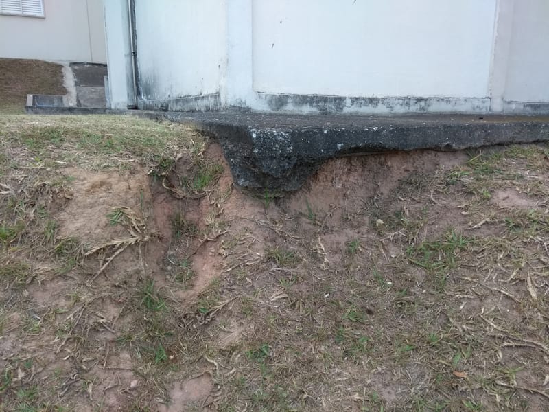 JDRDIM - ÁRVORES, RAÍZES