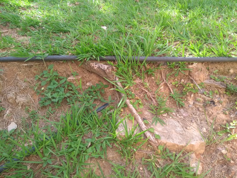 JDRDIM - ÁRVORES, RAÍZES