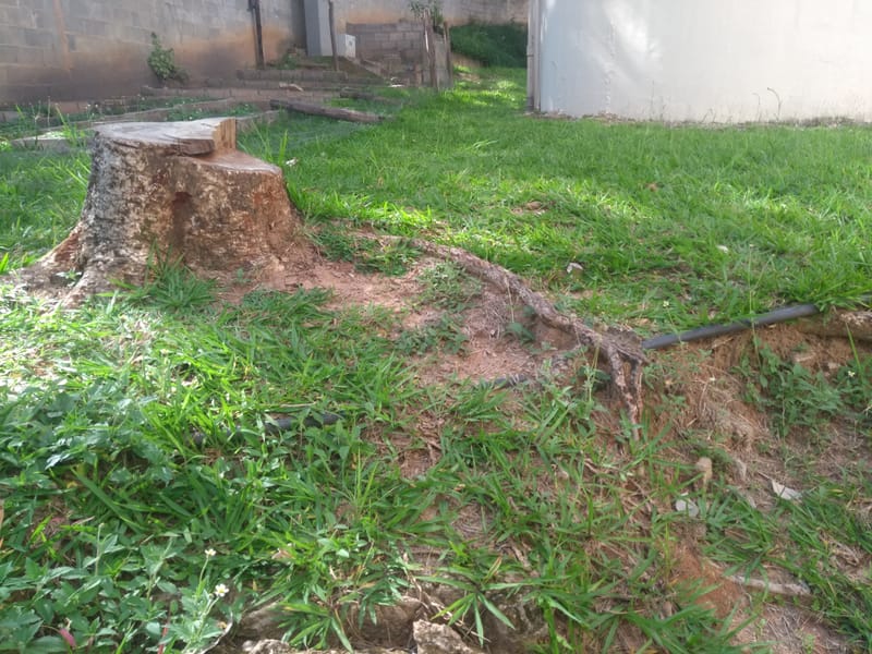 JDRDIM - ÁRVORES, RAÍZES