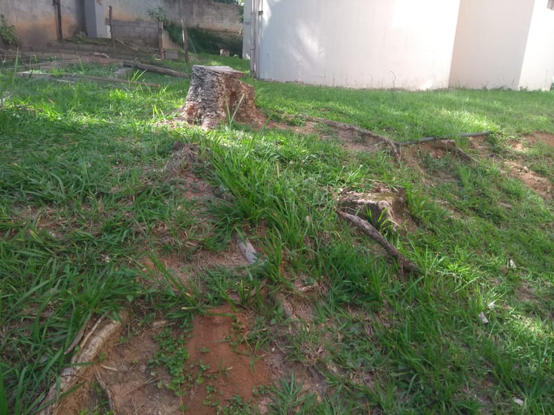 JDRDIM - ÁRVORES, RAÍZES