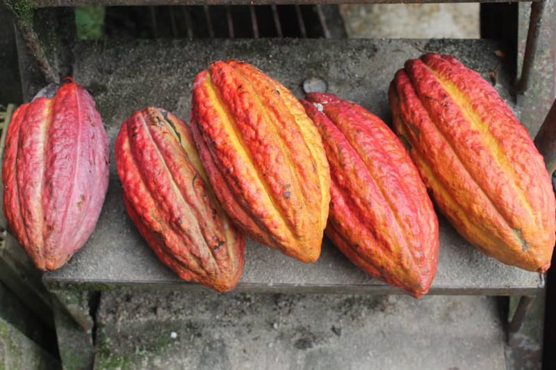 2019oct22 Family Bazaar - Martha´s Kitchen