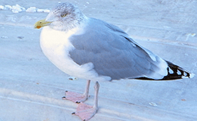 Flora und Fauna