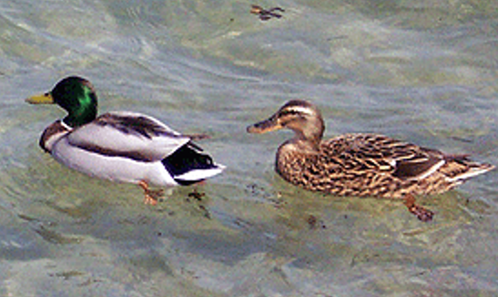 Flora und Fauna