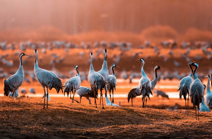Flora und Fauna