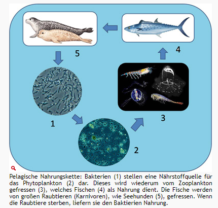 Nahrungsbeziehungen 