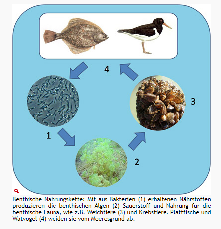 Nahrungsbeziehungen 