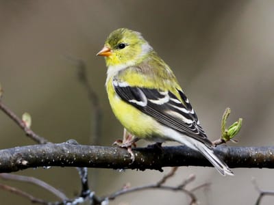 This is for the birds!