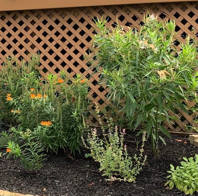What is milkweed?