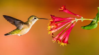 Humming Birds at the library