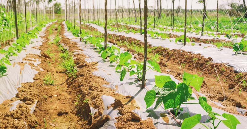 Organic Garden Tips And Tricks For New Growers