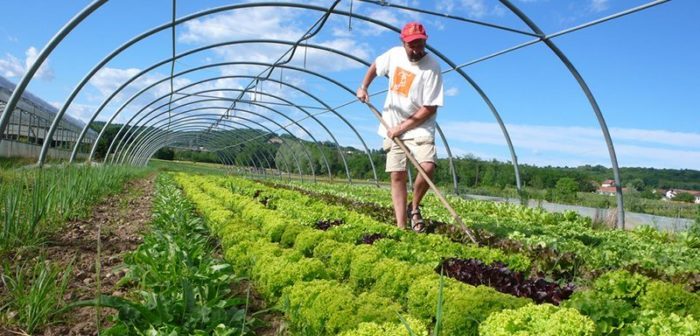 Advice For Starting Your Own Organic Garden