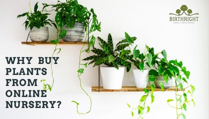 Why Buy Plants From Online Nursery?