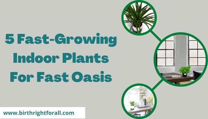 5 Fast-Growing Indoor Plants For Fast Oasis