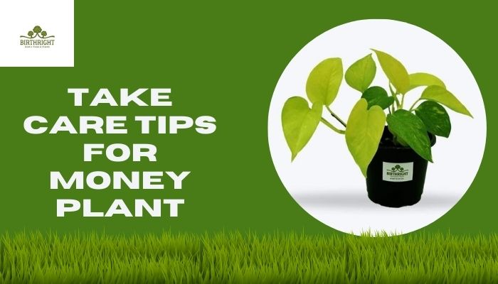 TAKE CARE TIPS FOR MONEY PLANT