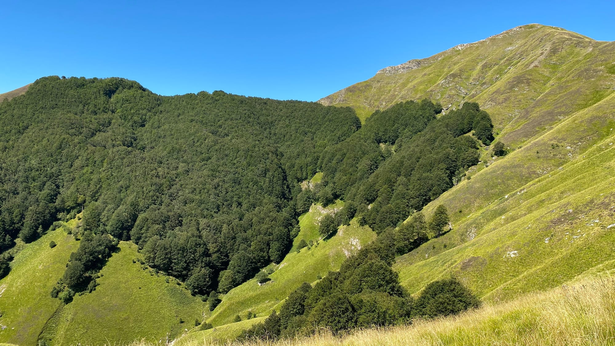 Bosco del Fato Nero