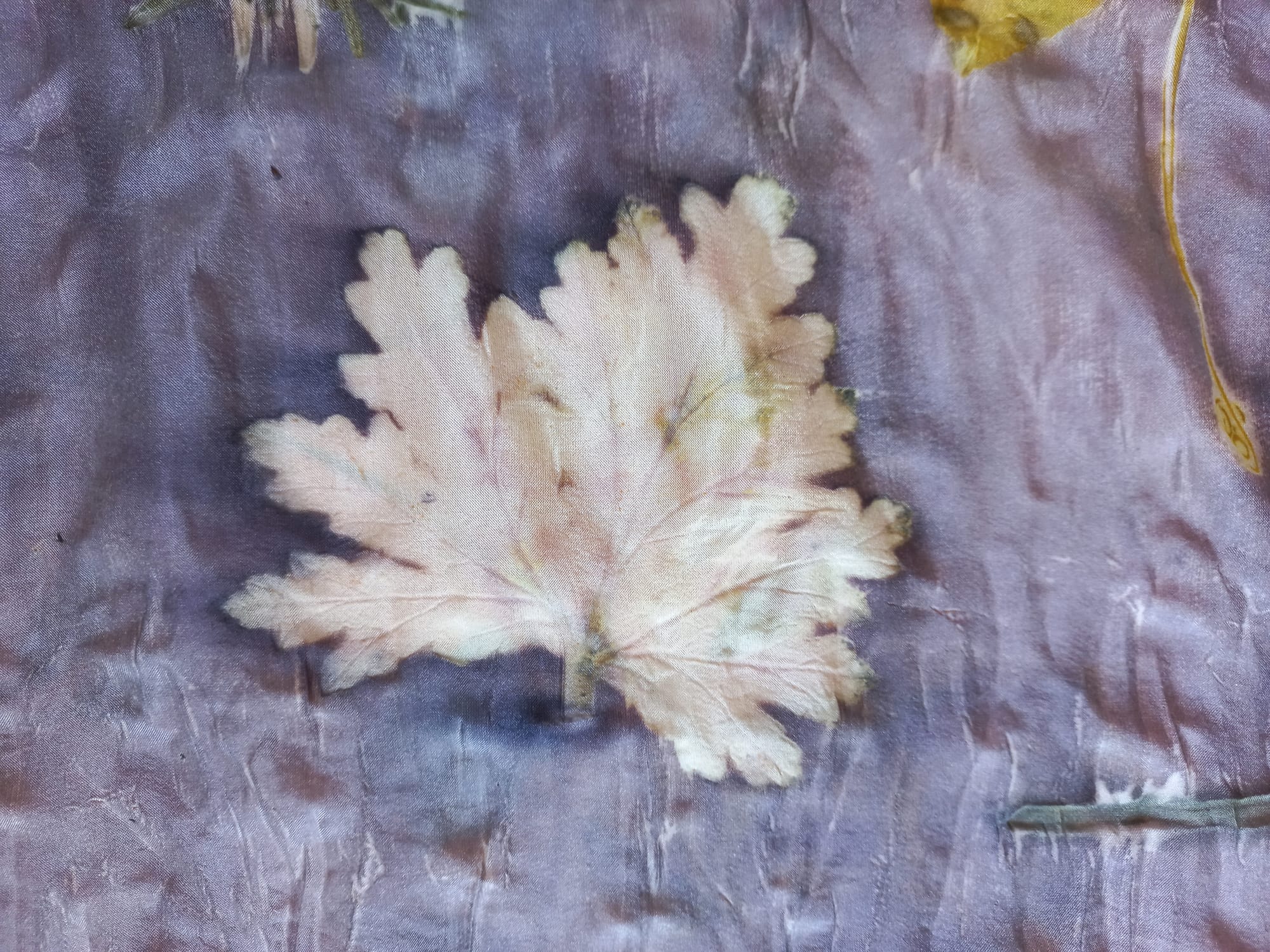 Botanical print of geranium