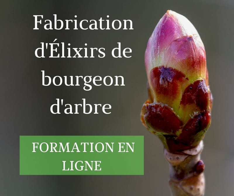 Fabrication d'Élixirs de bourgeon d'arbre