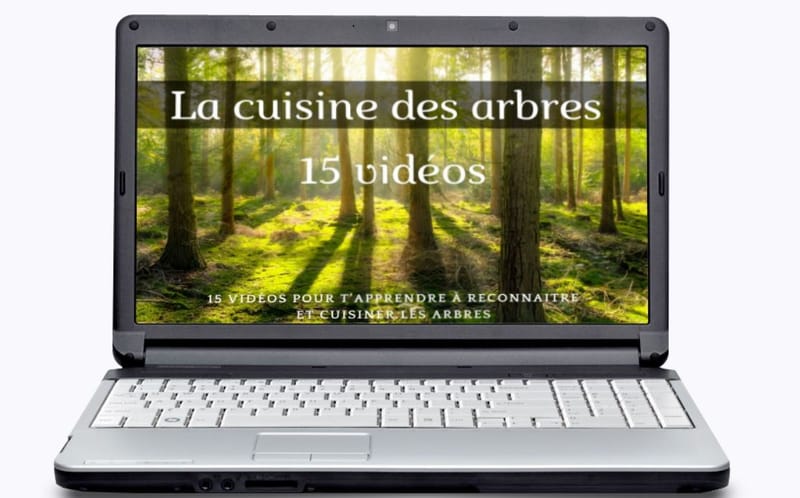 Cuisine d'arbre