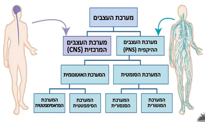 פרק 3 - מבנה מערכת העצבים - נוירואנטומיה image