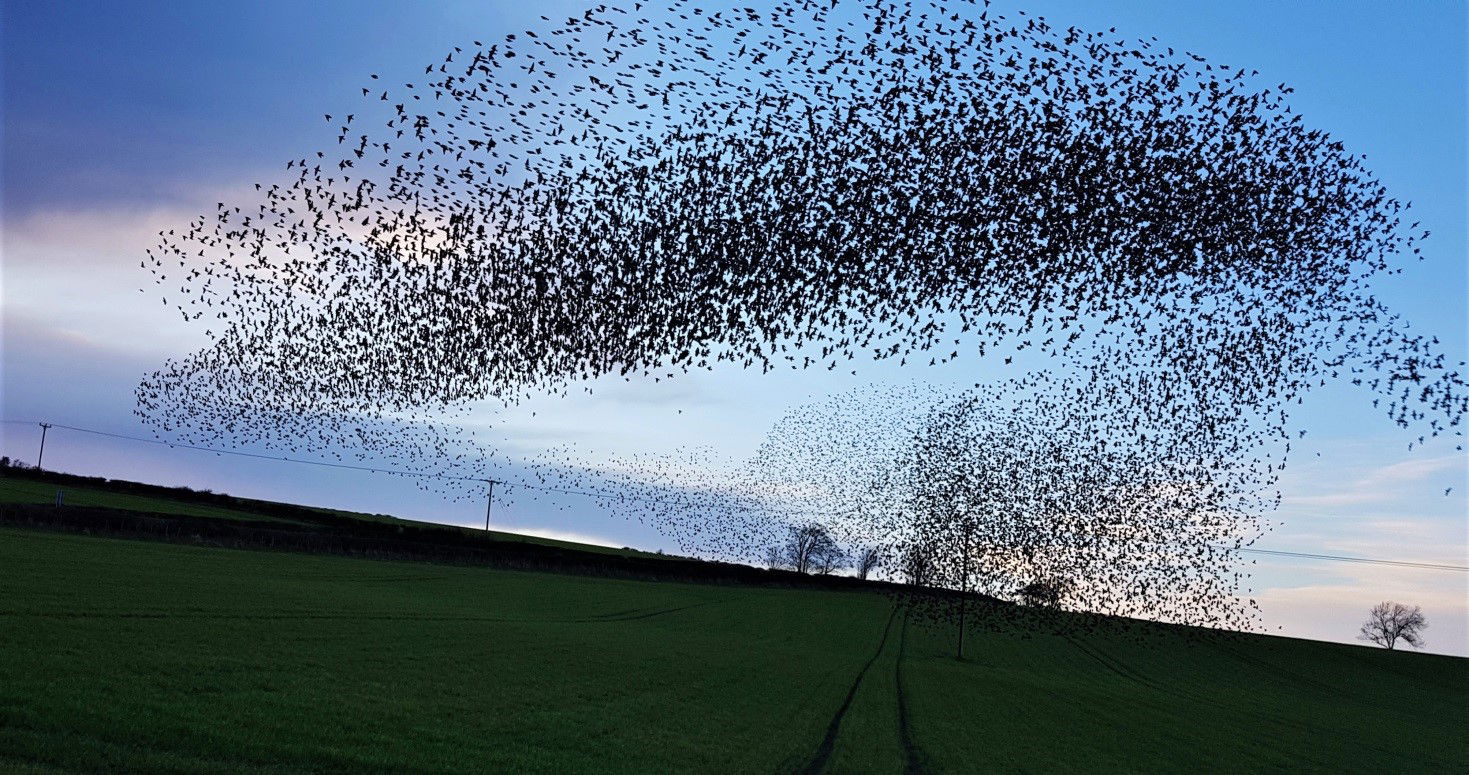 Starling Murmuration in Woolsington Parish