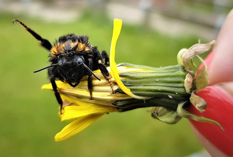 Bee-friendly City comes to Woolsington Parish