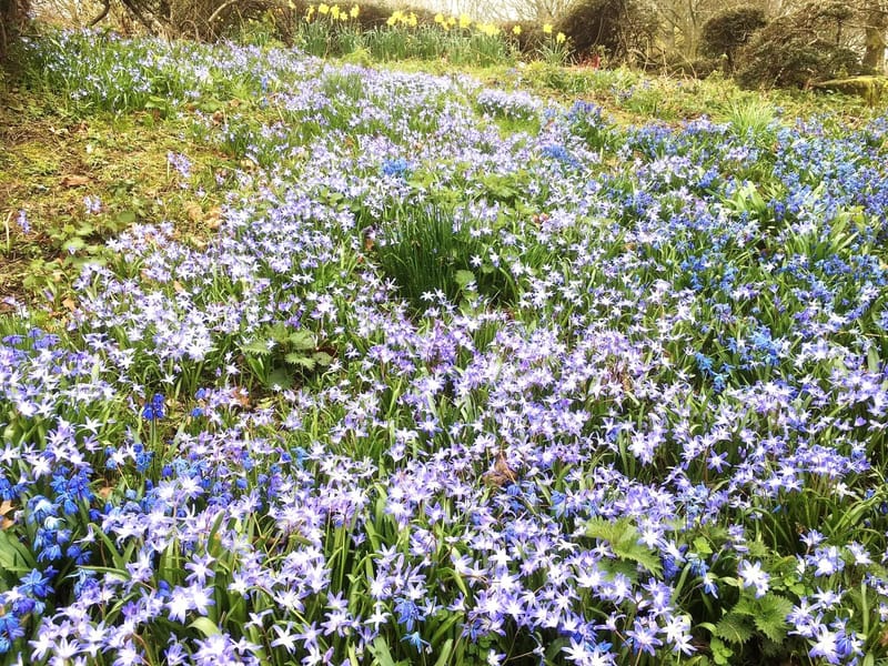 2020: Biodiversity Journey around Newbiggin Hall, Bedeburn and Lowbiggin