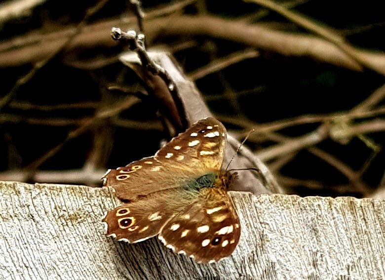 Building better sites for Butterflies