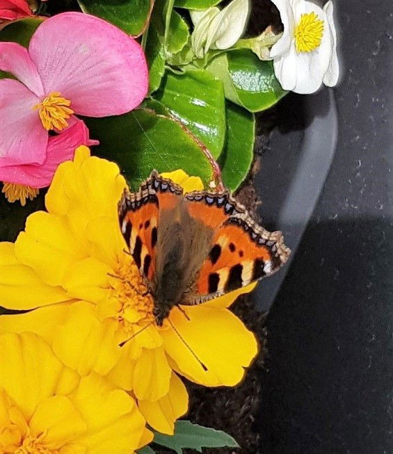 Butterflies of Woolsington Parish