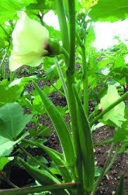 LADY FINGER/ BHINDI